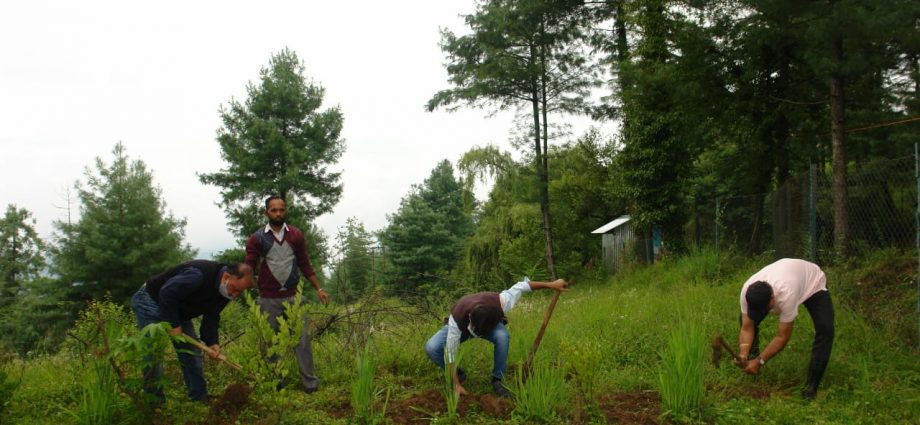 Horticulture sales centers are being made available at affordable prices