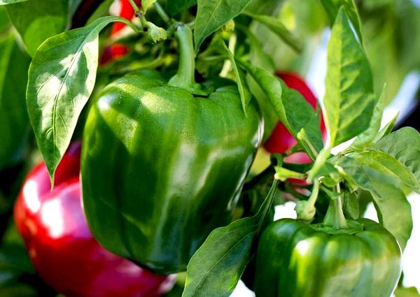 nurserylive-capsicum-f1-andhra-115-seeds