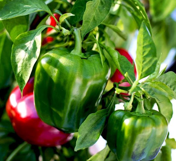 nurserylive-capsicum-f1-andhra-115-seeds