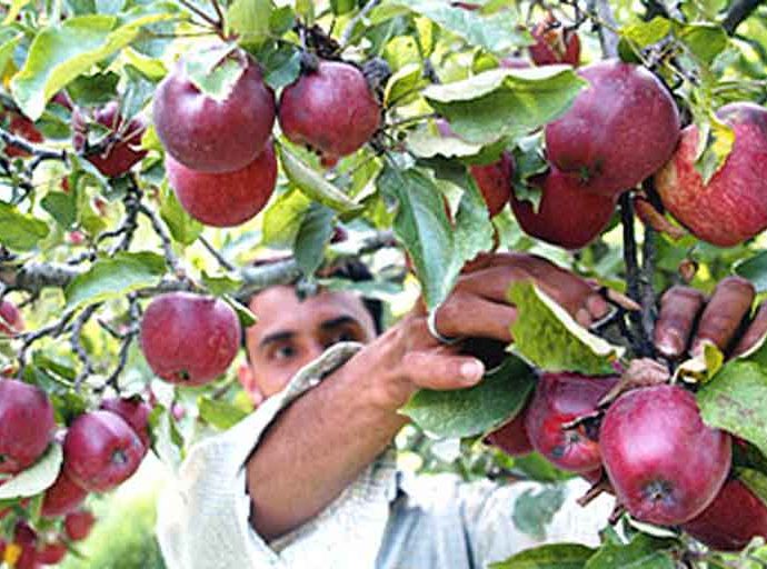 The BJP government is giving protection to the arhtiyas who grab the money of the gardeners, the apple orchard has made serious allegations against this BJP leader.