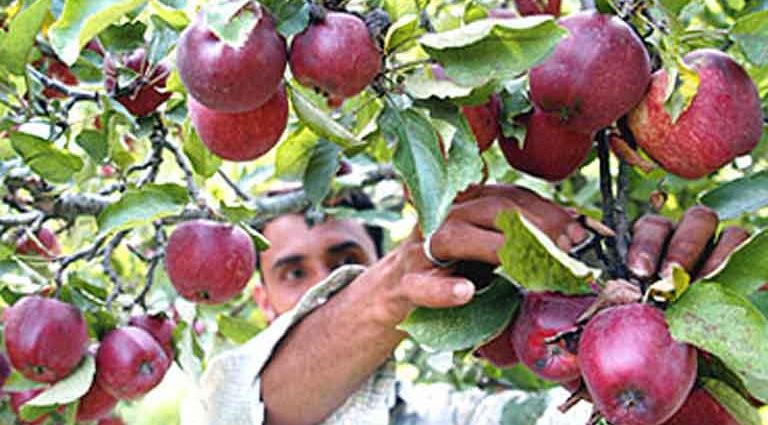 The BJP government is giving protection to the arhtiyas who grab the money of the gardeners, the apple orchard has made serious allegations against this BJP leader.