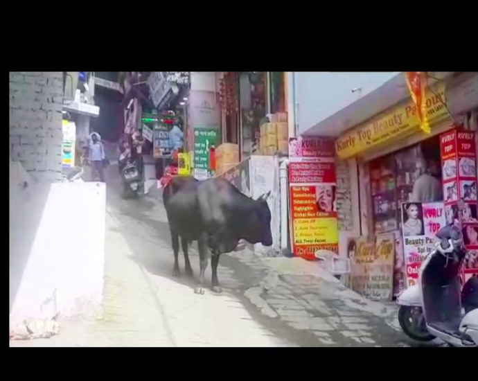 Stray animals roaming solan markets were suddenly aggressive