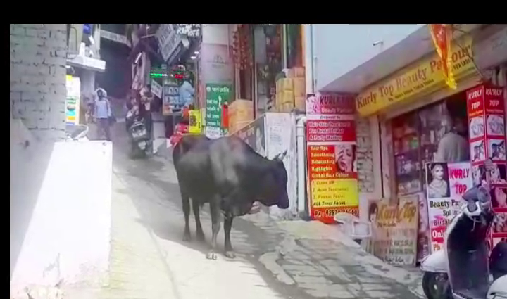 Stray animals roaming solan markets were suddenly aggressive