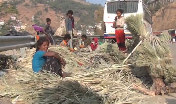 Rajasthani Khajuri broom made of Solan residents first choice