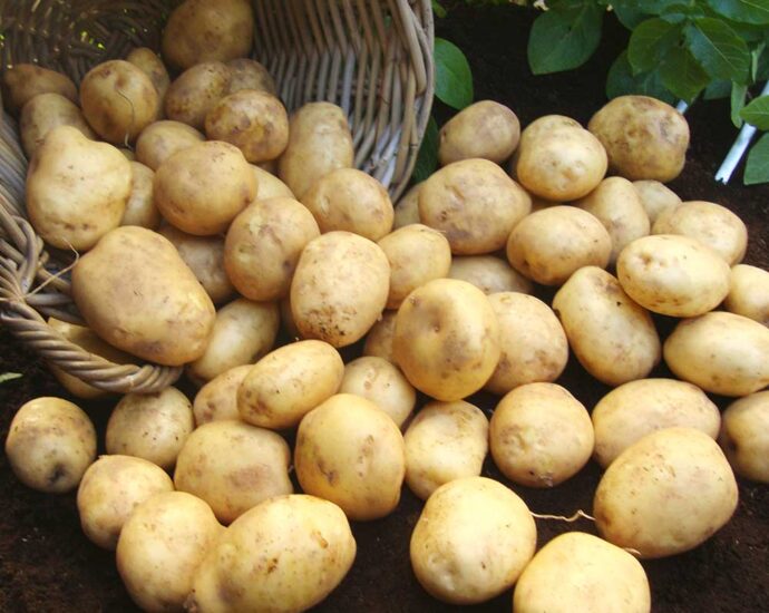Kufri Jyoti potato seed of Lahaul Spiti reached with Agriculture Department