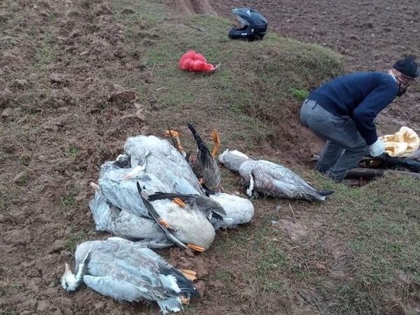 The Animal Husbandry Department is fully alert to deal with bird flu. Gupta