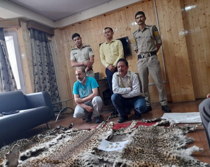 Two arrested leopard skins recovered from tailor in Shimla