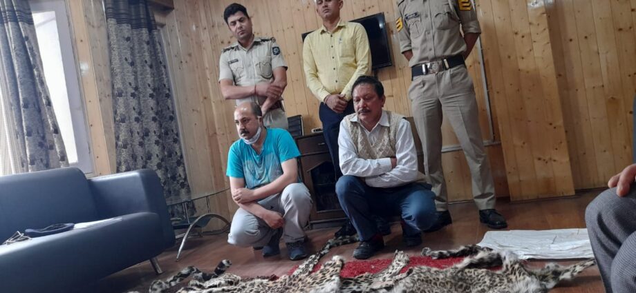 Two arrested leopard skins recovered from tailor in Shimla