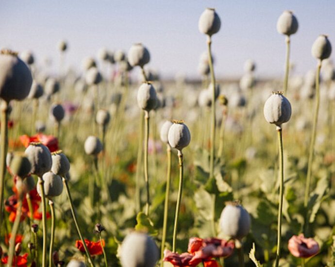 18.55 grams of opium recovered from Shamsher Thakur at Basal heli pad