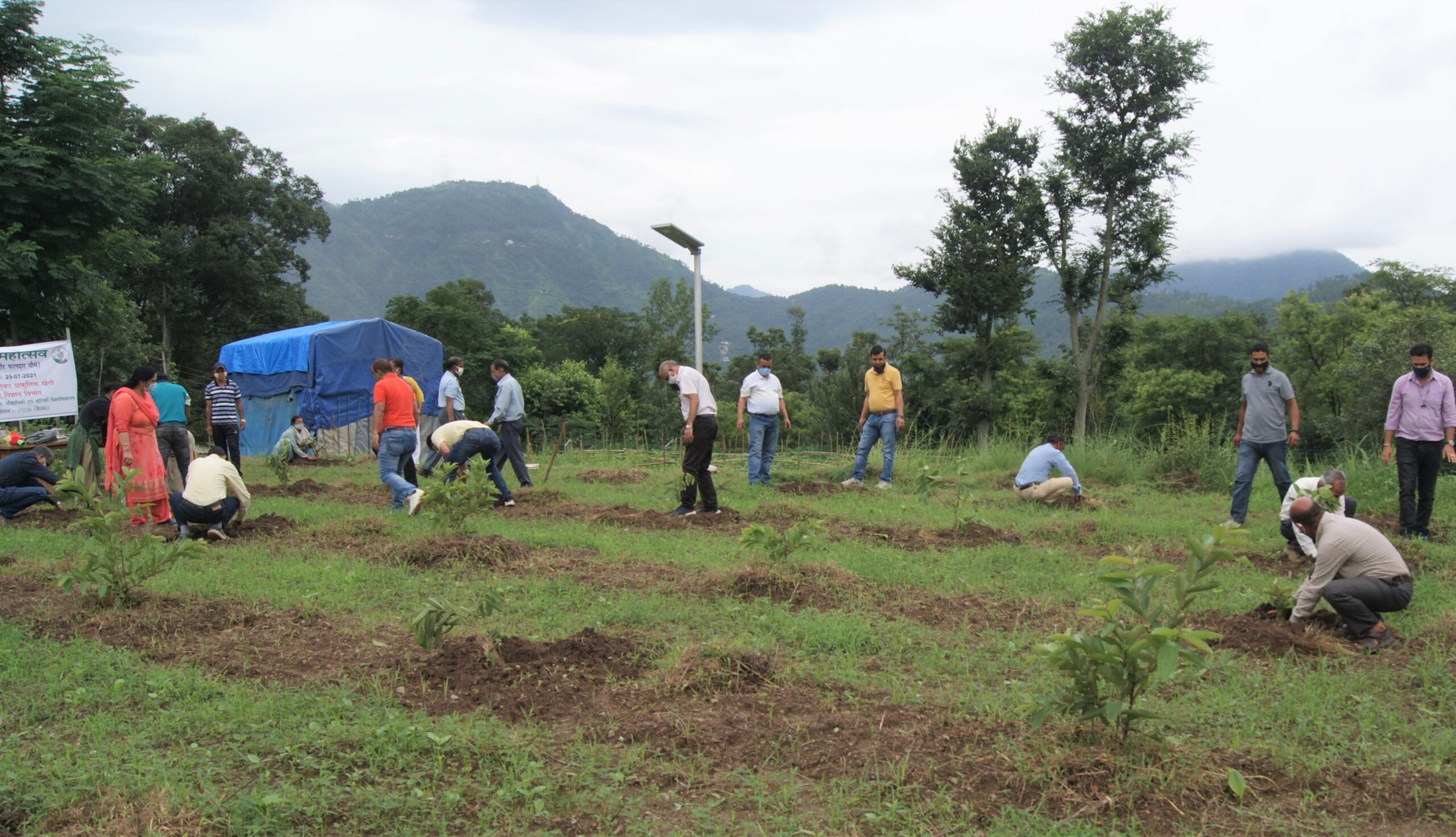 Guava, lemon, reetha gulmohar saplings planted for bee fodder