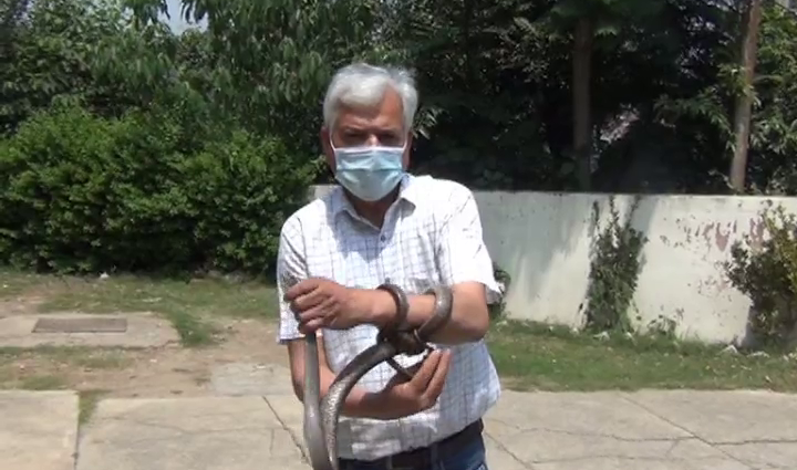 Poisonous snake entered the superintendent engineer's house, Virendra Sood controlled