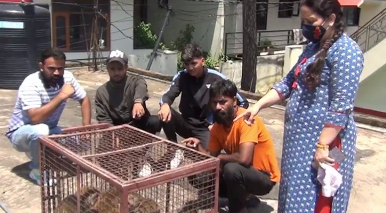 Jaipur team reached to catch monkey in Solan