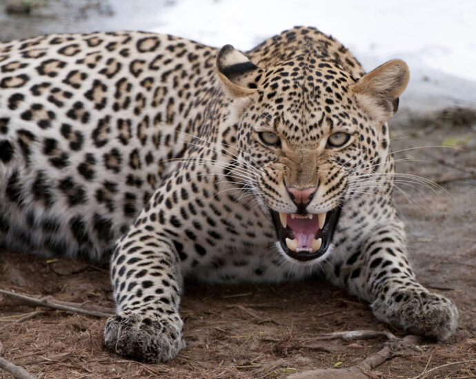 Leopard attacked 26-year-old girl in Dharampur, father saved her life by playing on her life