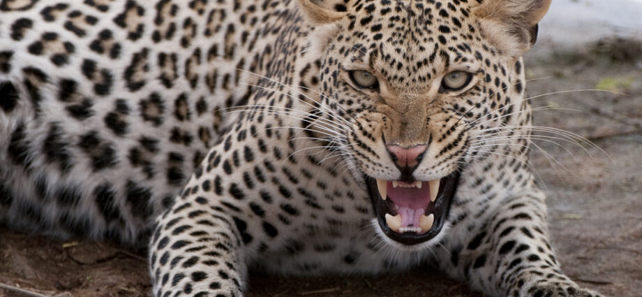 Leopard attacked 26-year-old girl in Dharampur, father saved her life by playing on her life