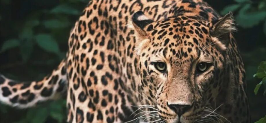 Congress raised the demand to kill the man-eating leopard, accusing the government and administration of negligence, the government should help the affected family soon